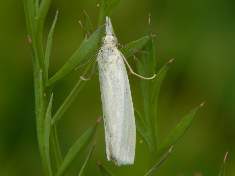 Aiuto ID Crambidae bianco